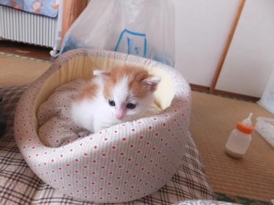 モコちゃん　猫ベッド