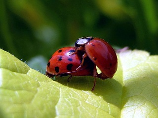 ladybug-94101_640.jpg