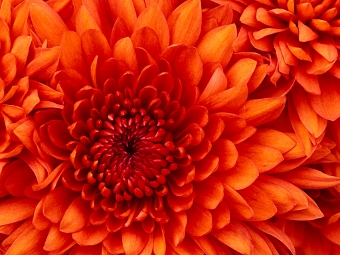Chrysanthemum (340x255)