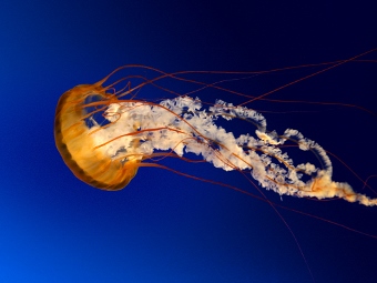 Jellyfish (340x255)