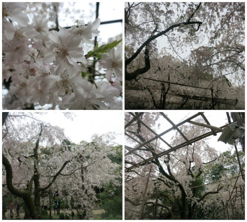 平安神宮桜1