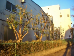 上尾市_緑地管理業者 埼玉県緑地管理業者 さいたま市_緑地管理業者 さいたま市造園業者