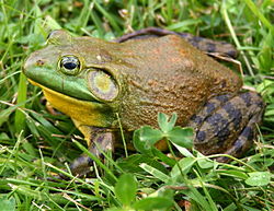 250px-North-American-bullfrog1.jpg