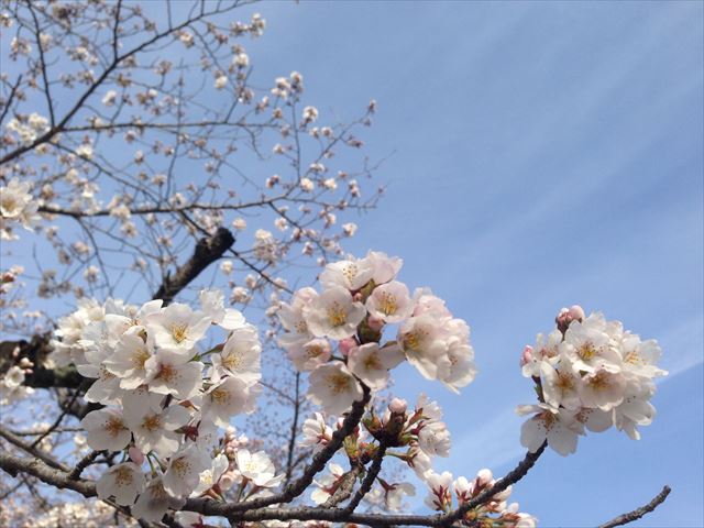 嵐山　桜と青い空