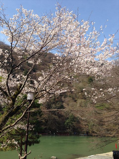 嵐山　桂川と桜