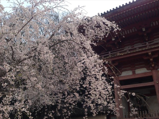 醍醐寺　山門と桜