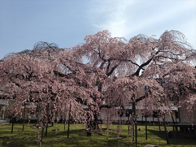 醍醐寺　霊宝館のしだれ桜