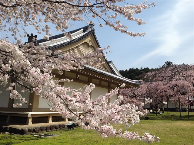 醍醐寺　霊宝館と枝垂桜２