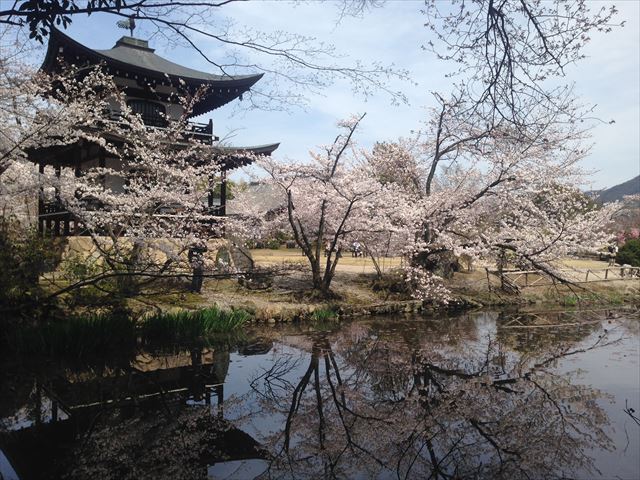 勧修寺　池に映る桜