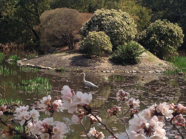 勧修寺　鳥と桜