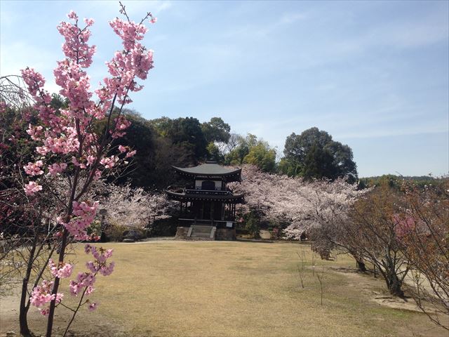 勧修寺　観音堂と桜