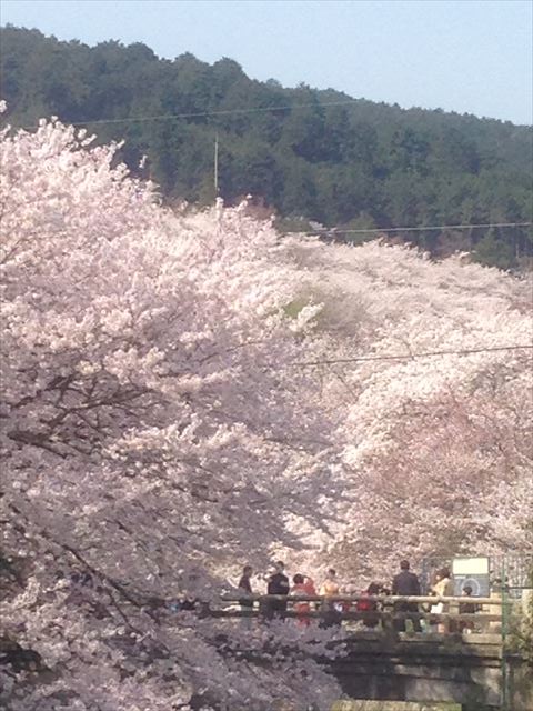 琵琶湖疏水と桜と入学式