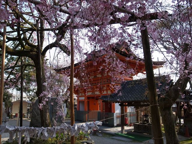 長等神社　桜