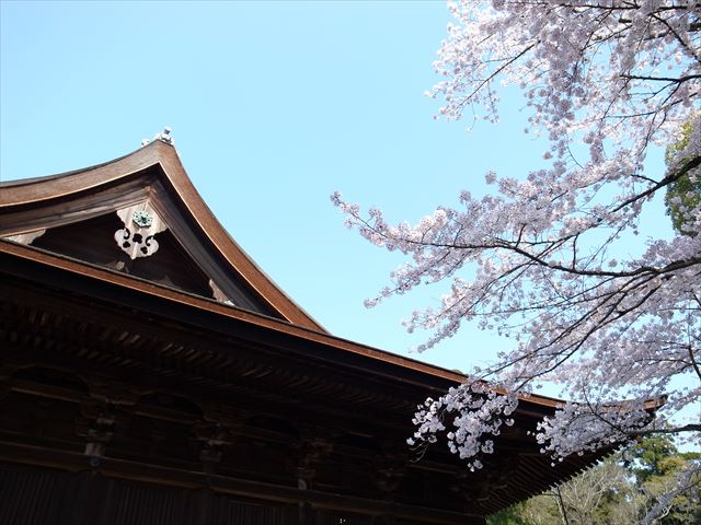 三井寺　金堂と桜