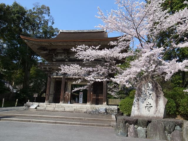 三井寺　仁王門と桜