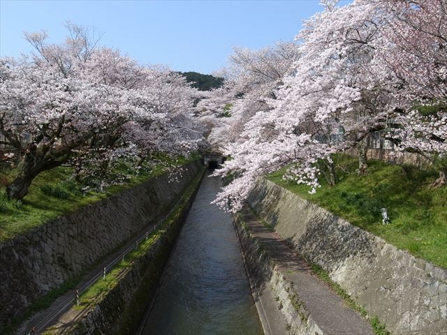 琵琶湖疏水（大津）の桜