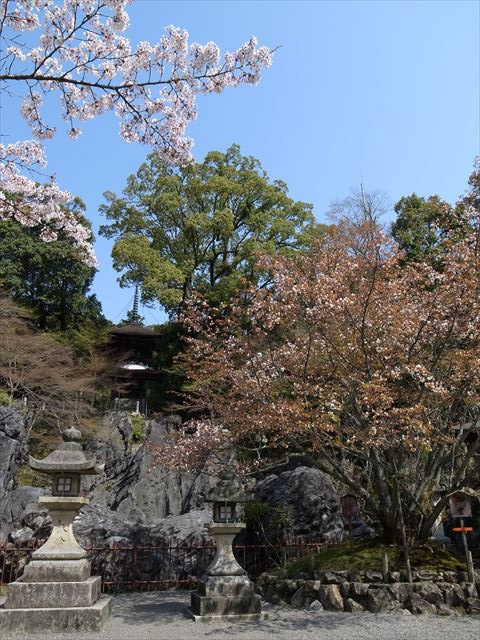 石山寺　多重塔と桜