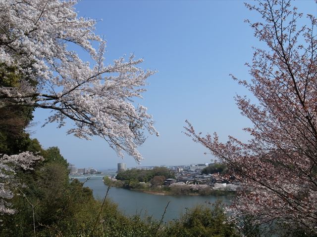 石山寺　瀬田川と桜