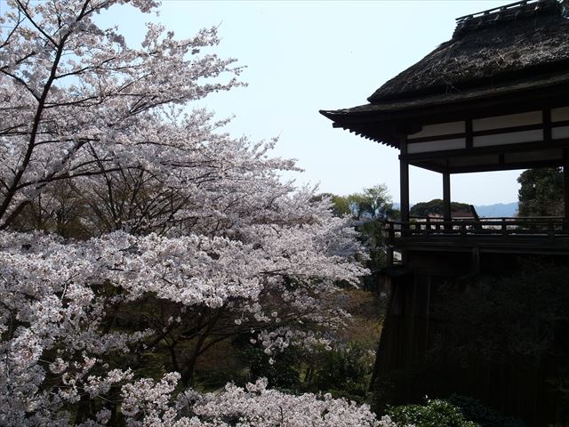 石山寺　月見亭と桜