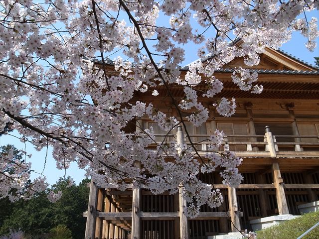 石山寺　光堂と桜