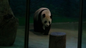 台北動物園のパンダ２