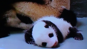 台北動物園の子パンダ