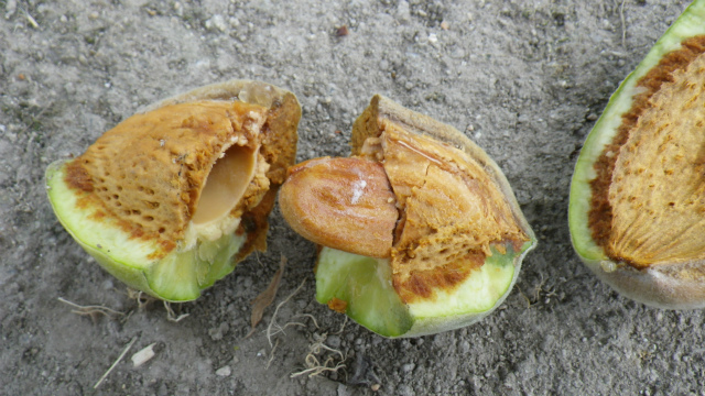 小豆島でオリーブを育てよう アーモンドの実を割ってみると 果樹その他