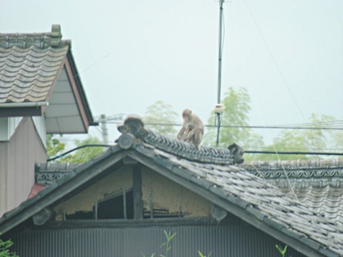 屋根の上のサル