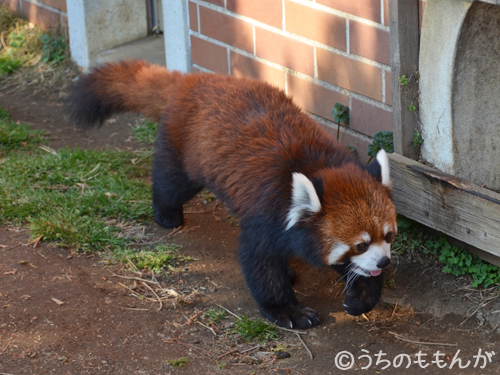 20140323東武動物公園4