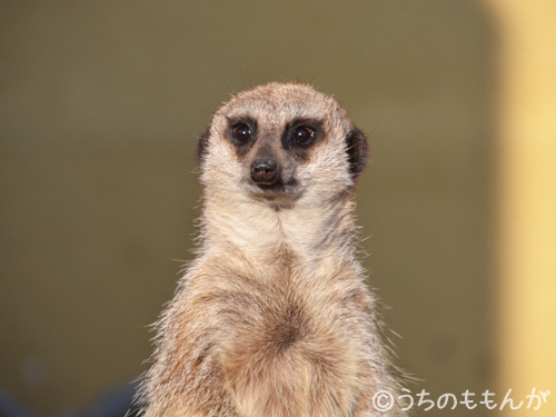 20140323東武動物公園7