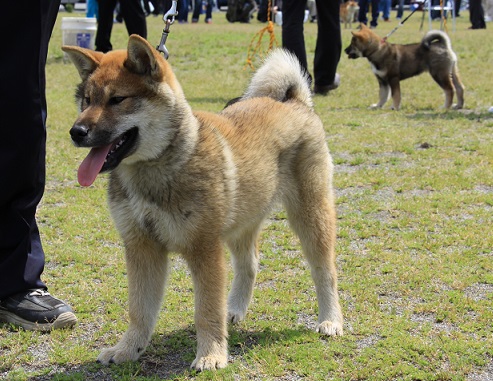 日本犬保存会 展覧会 四国連合展に行って来ました3 日本犬保存会 柴犬専門犬舎 ふくすけ