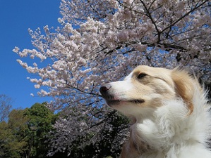 ダンク桜
