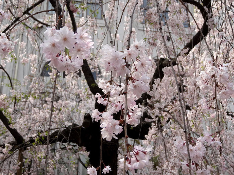 しだれ桜2014-0412blog