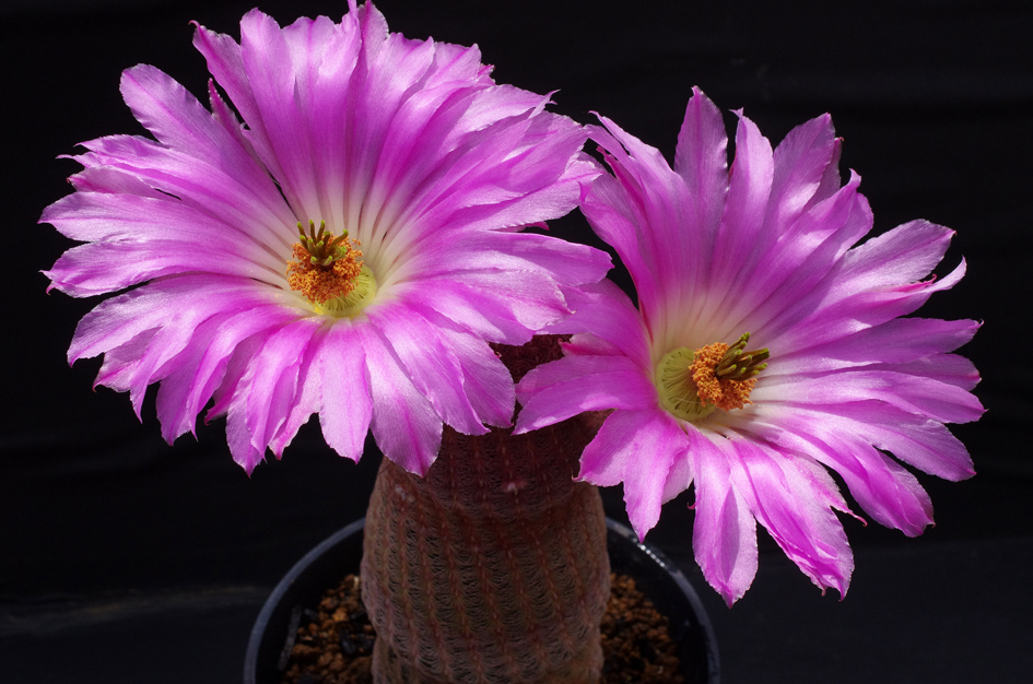 紫太陽の花2014-0512-2blog