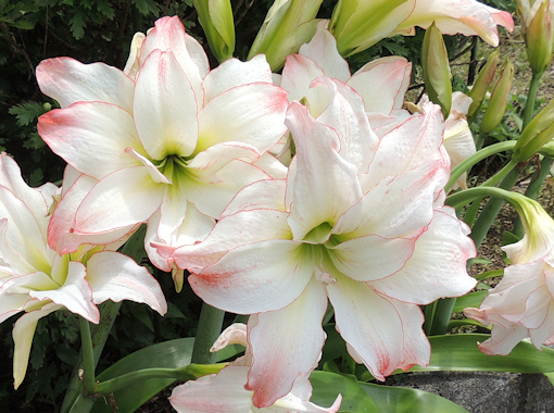 アマリリス　八重　大花　白　植えっぱなし　花壇