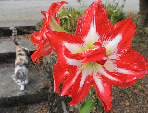 アマリリス　花壇　八重　赤ふち　中白