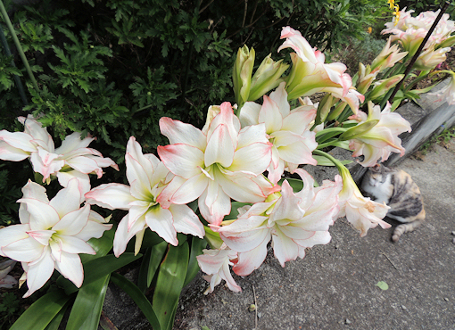 アマリリス　八重　大花　白　ふちピンク　花壇