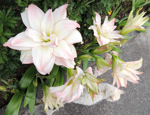 アマリリス　八重　大花　白　ふちピンク　花壇　しろいの
