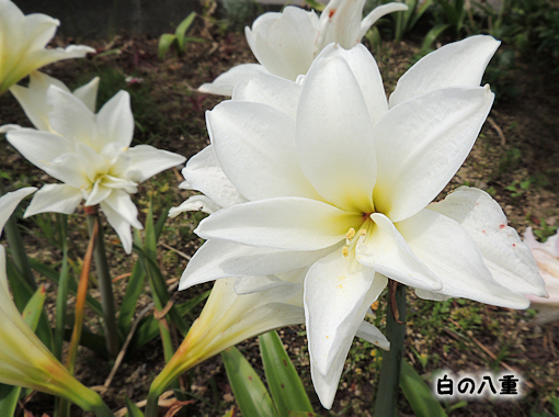 アマリリス　白の八重咲き　白